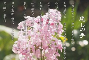 癒しの手　6月　ライラックの花言葉は「思い出」「友情」