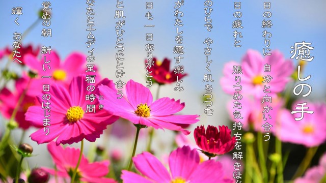 2019年10月 癒しの手 ピンクのコスモスの花言葉は「乙女の純潔」