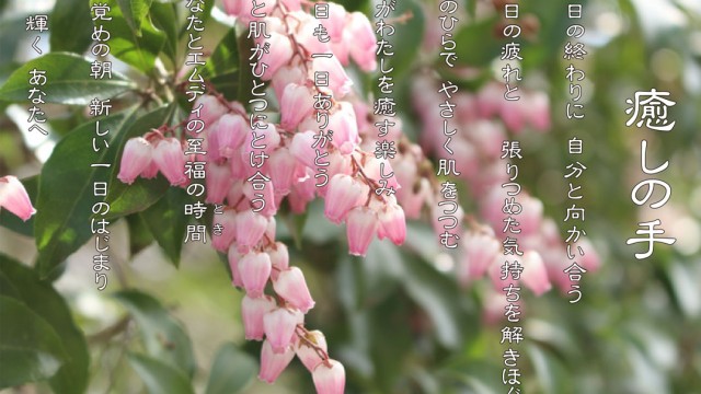 癒しの手 4月 アセビの花言葉は「犠牲」「献身」