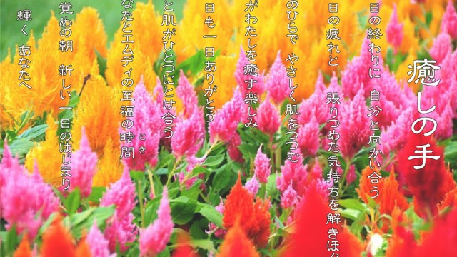 癒しの手 10月 ケイトウの花言葉は「おしゃれ」