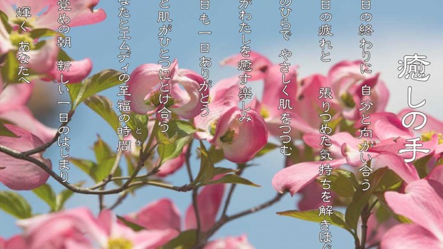 癒しの手 4月 ハナミズキ(花水木)の花言葉は「華やかな恋」「私の思いを受けてください」