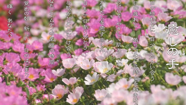 癒しの手 8月 ポーチュラカの花言葉は「いつも元気」、「無邪気」、「自然を愛する」
