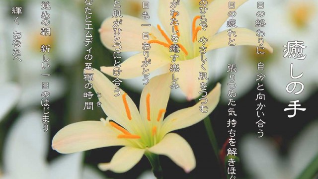 癒しの手 9月 ゼフィランサス 花言葉は「便りがある」「汚れがない愛」「期待」