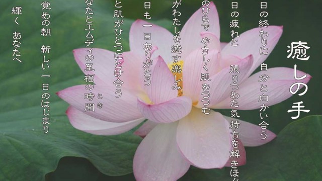 癒しの手 9月 蓮(ハス)の花言葉は「清らかな心」「神聖」