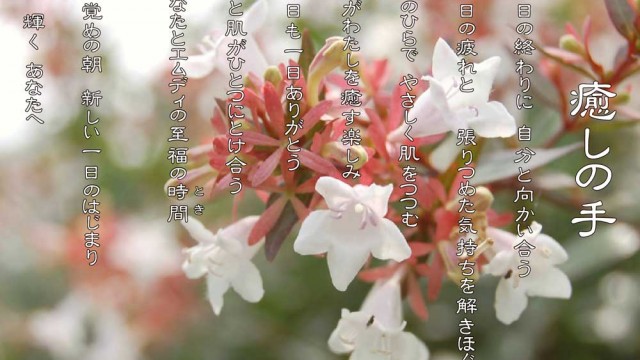 癒しの手 11月 アベリア 花言葉は「謙遜」「強運」」
