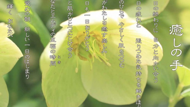 癒しの手 12月 クリスマスローズの花言葉は「いたわり」「追憶」