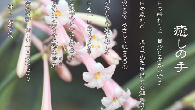 癒しの手 12月 キルタンサスの花言葉は「はにかみ屋」「恥ずかしがりや」