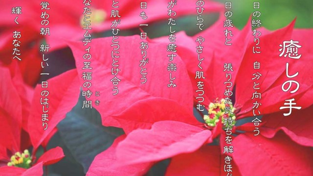 癒しの手 12月 ポインセチアの花言葉は「祝福する」「聖夜」「幸運を祈る」