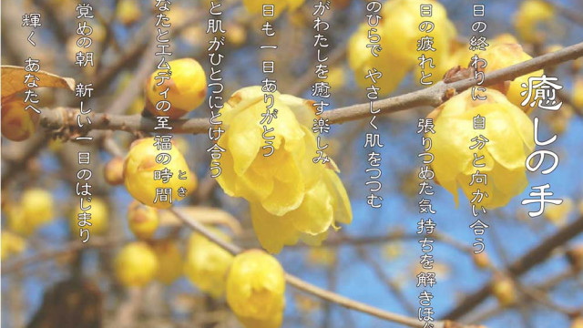 癒しの手 1月 蝋梅の花言葉は「ゆかしさ」「慈しみ」「先導」
