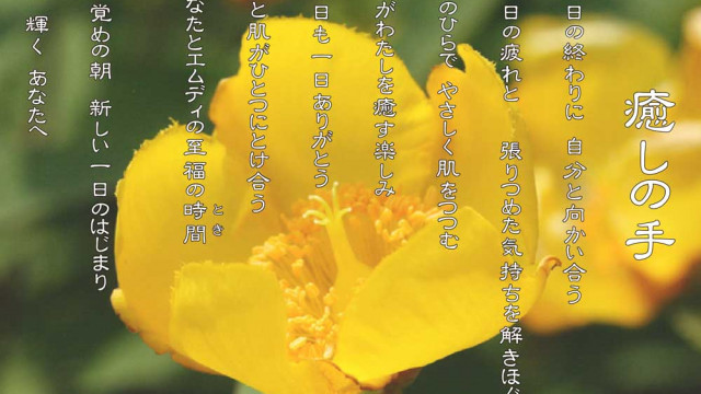 癒しの手 6月 キンシバイの花言葉は「きらめき」「悲しみをとめる」